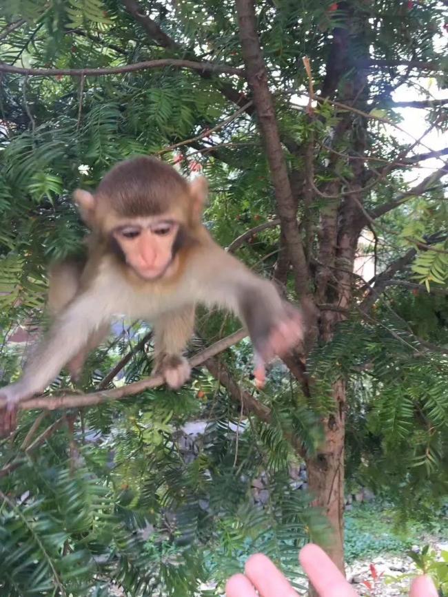 杭州一地大批猴子下山 猕猴“偷食”村民菜地