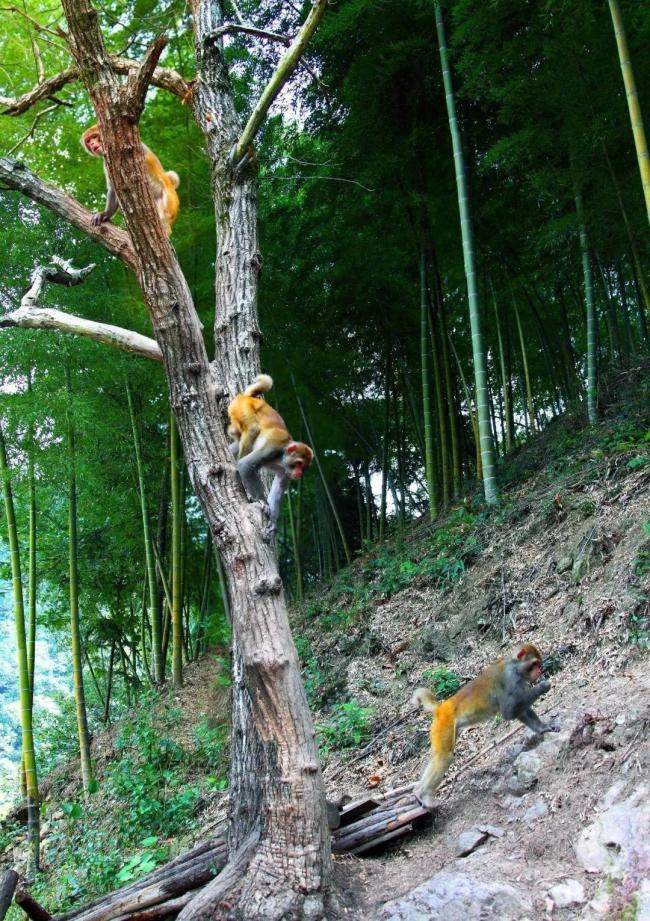 杭州一地大批猴子下山 猕猴“偷食”村民菜地