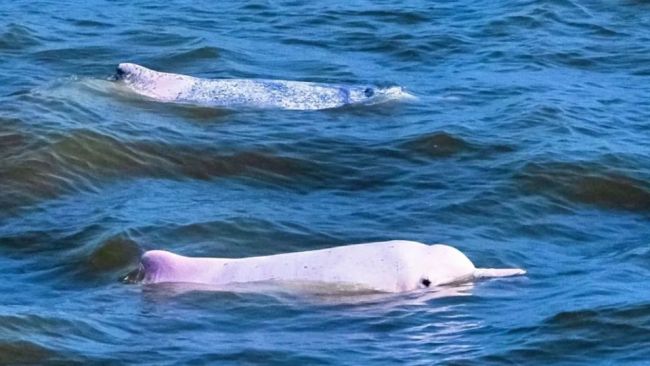 成群中华白海豚在珠海戏水 灵动精灵跃动海域