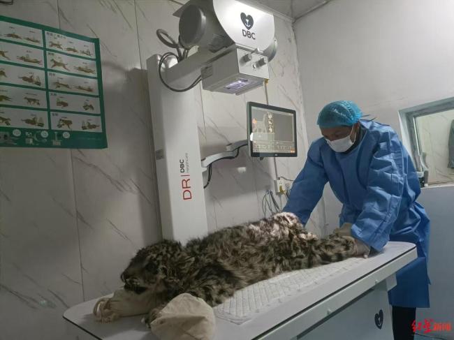 受重伤濒死雪豹幼崽仍未脱险 救治持续进行中