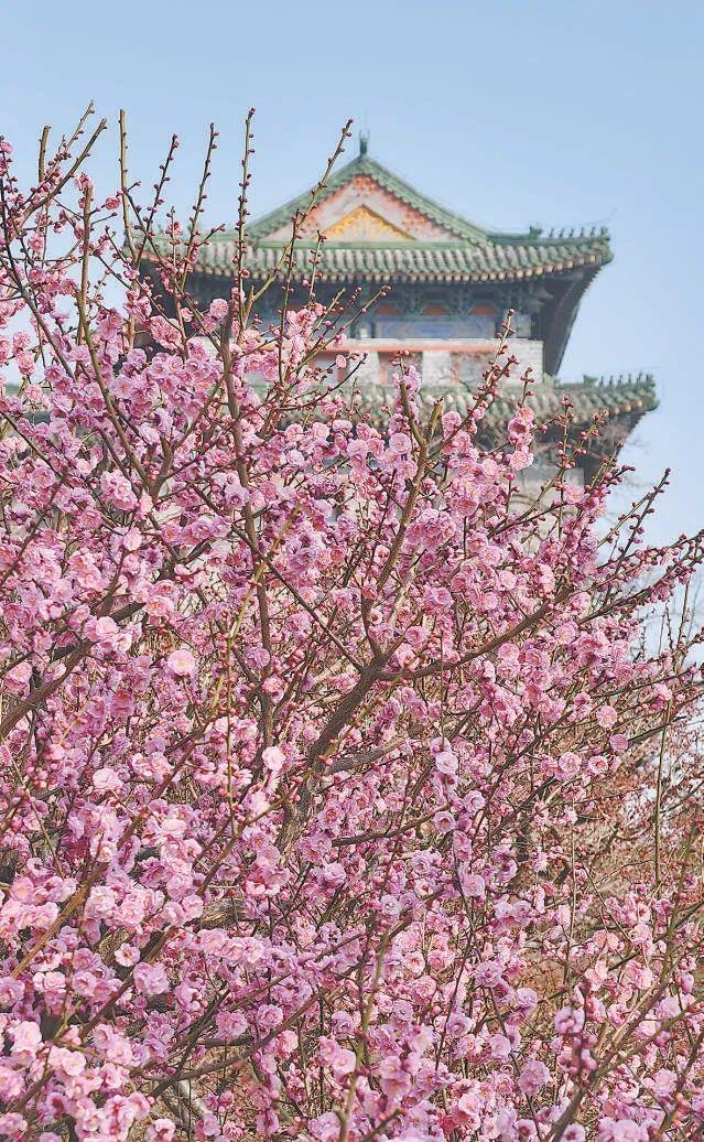 北京算入春了吗 气温攀升待定